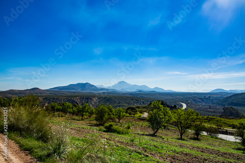 Spain Olive Tree Landscape