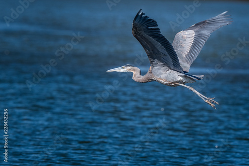 Great blue heron