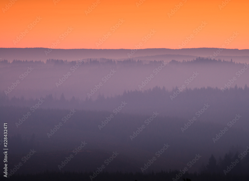 Colorful image of a pine tree forest in haze from a fire nearby at sunrise