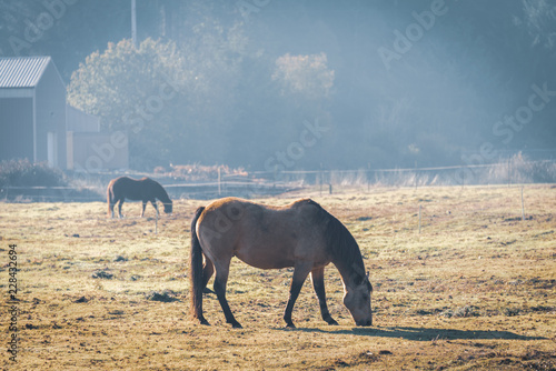 Horses on the pasture during hazy morning