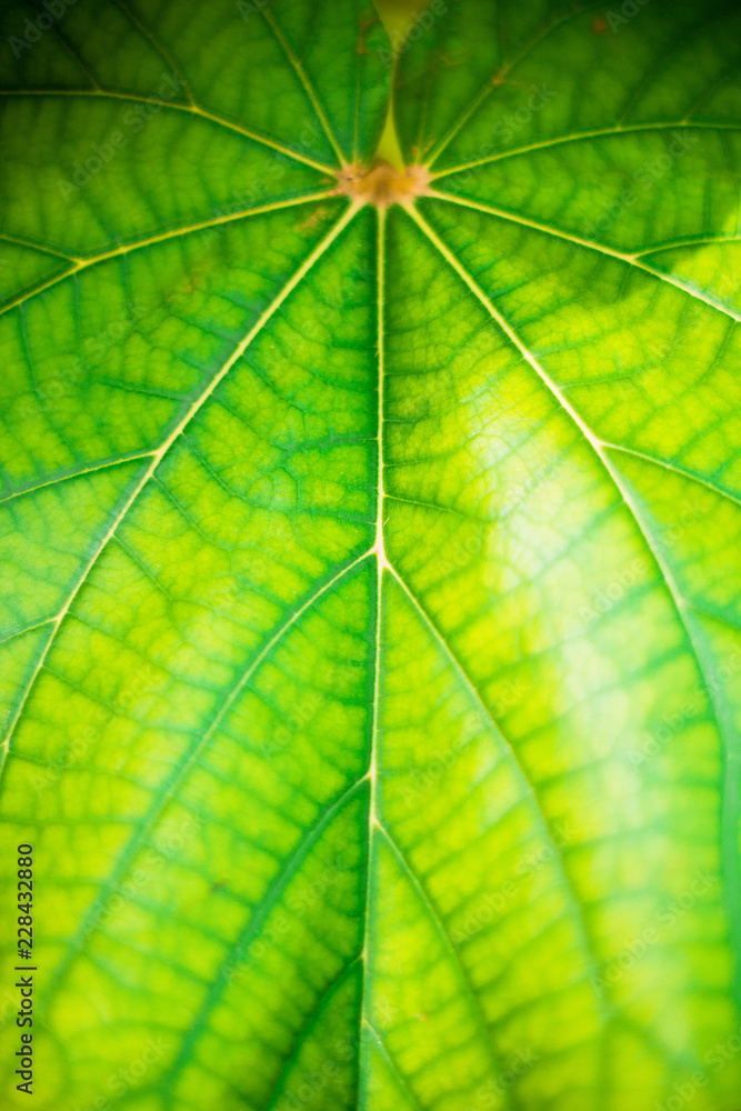 Large leaf close up Large leaf close up
