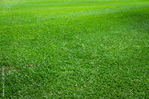 Green grass field in perspective view for background