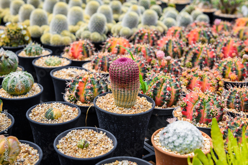 beautiful little cactus colorful fancy