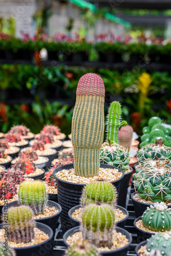 beautiful little cactus colorful fancy