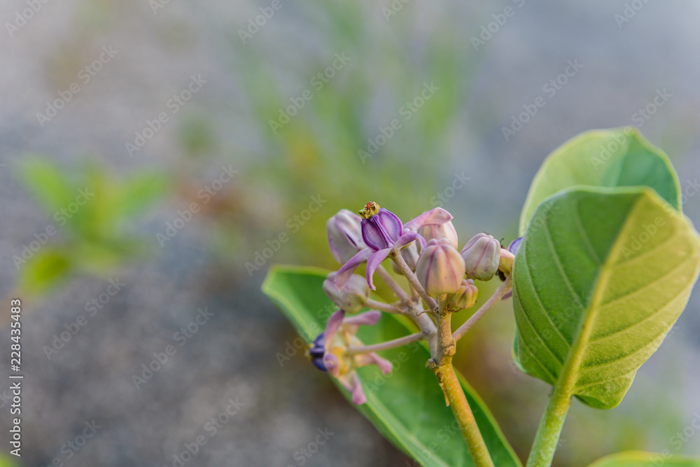 Crown Flower, Giant Indian Milkweed, Gigantic Swallowwort Crown Flower, Giant Indian Milkweed, Gigantic Swallowwort