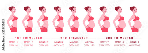 Pregnancy development by months. Isolated vector illustration.