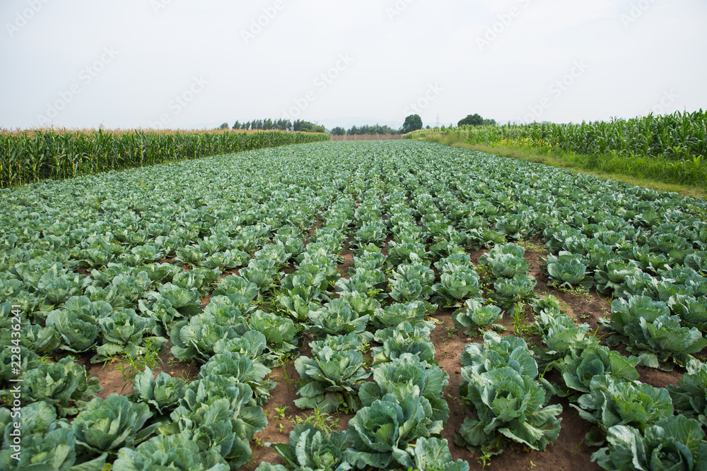 Fototapeta premium Vegetable cultivation - Cabbage