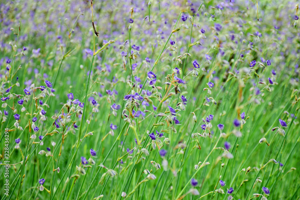 Purple flowers field in nature