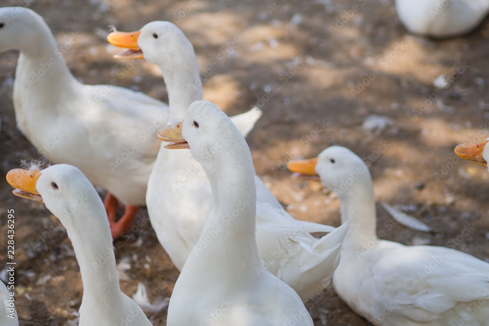 Fototapeta premium white duck, animal
