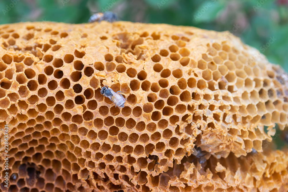 bee and honeycomb on nature background
bee and honeycomb on nature background