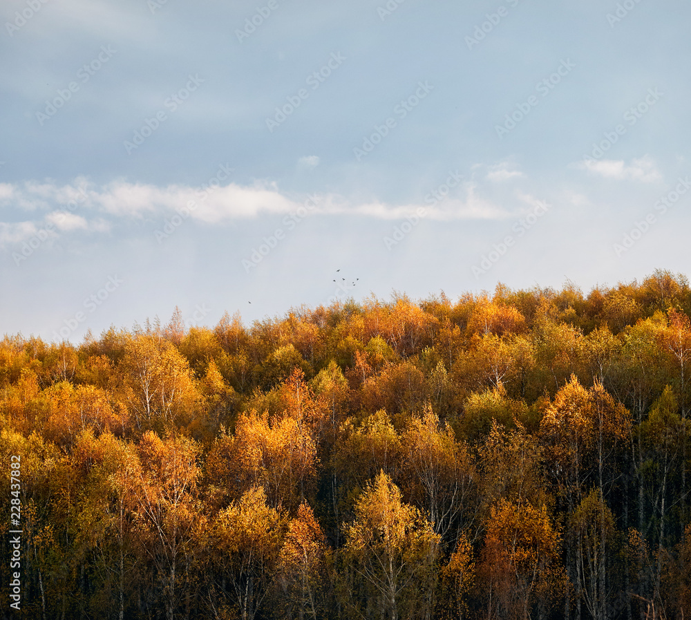 Autumn forest scenery