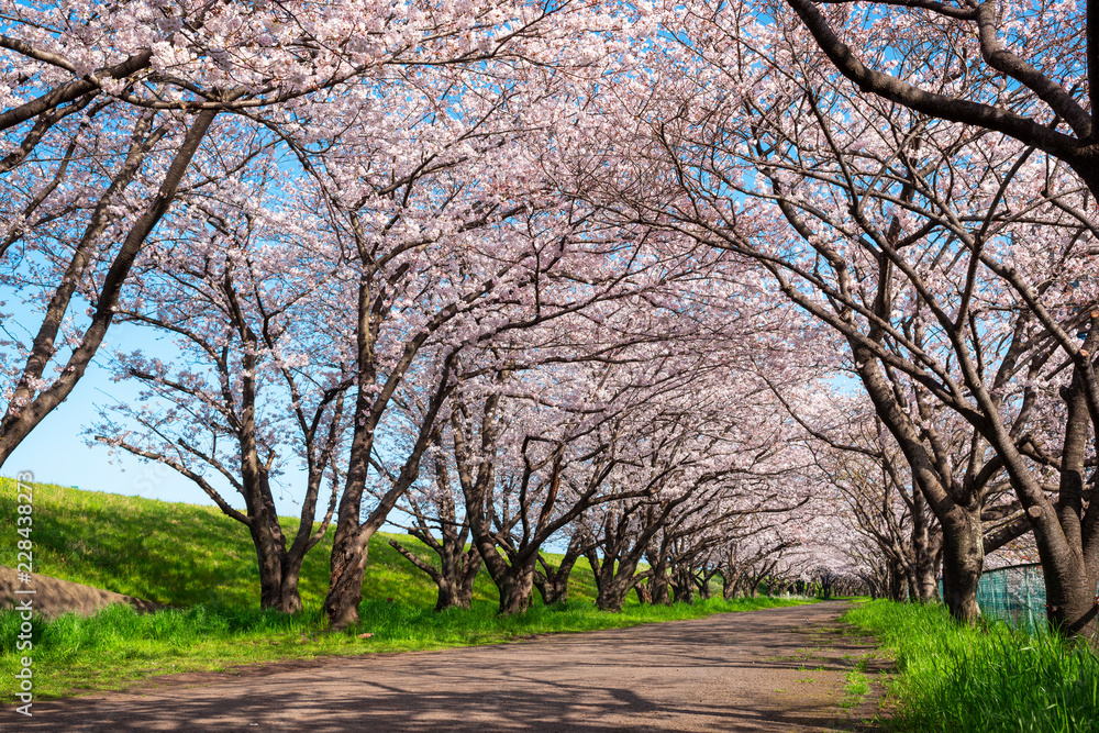 Obraz premium 大分川河川敷の桜並木