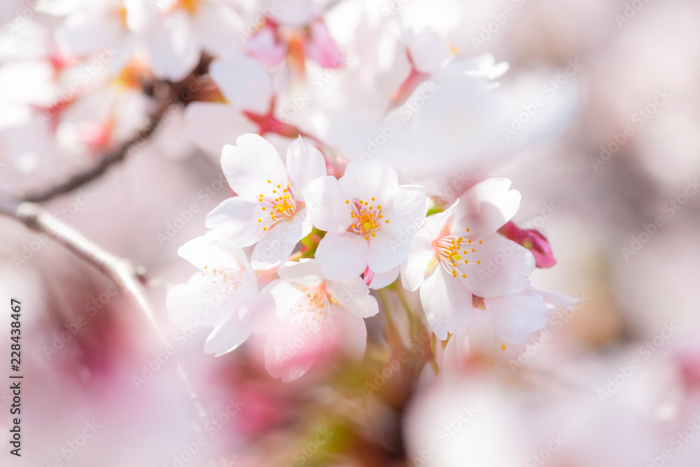 満開の桜