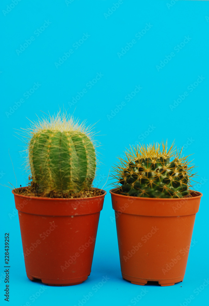 Cactus on blue background Cactus on blue background
