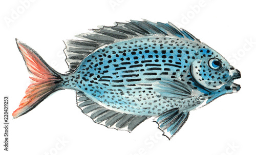Photography Exotic tropical fish with spots. Ink and watercolor illustration