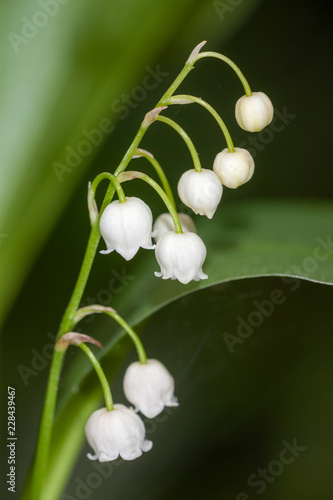 white lily of the valley