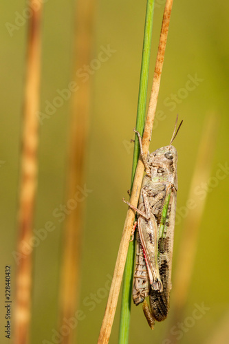 Insectes du marais de Montfort - Grésivaudan - Isère.