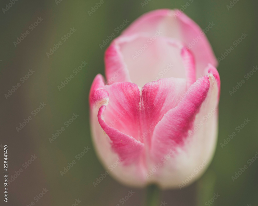 Tulip Awakening