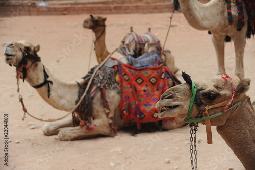 camel in petra, jordan