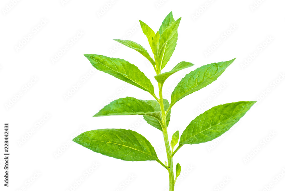JukNarai herbs Vegetable on White background JukNarai herbs Vegetable on White background