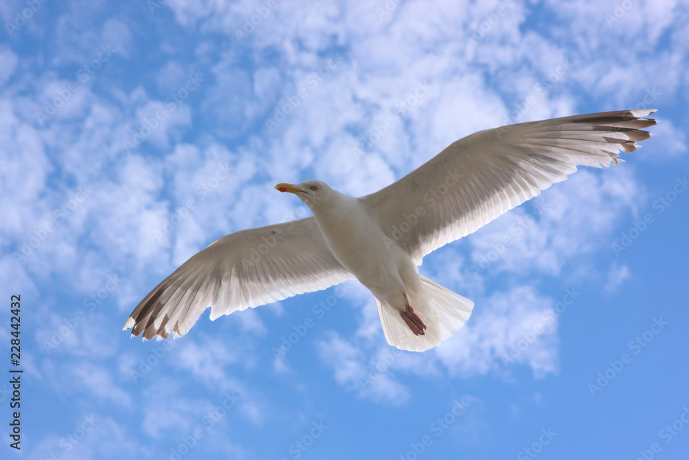 Fototapeta premium Möwe schwebt in der Meeresbrise vor wolkigem Himmel