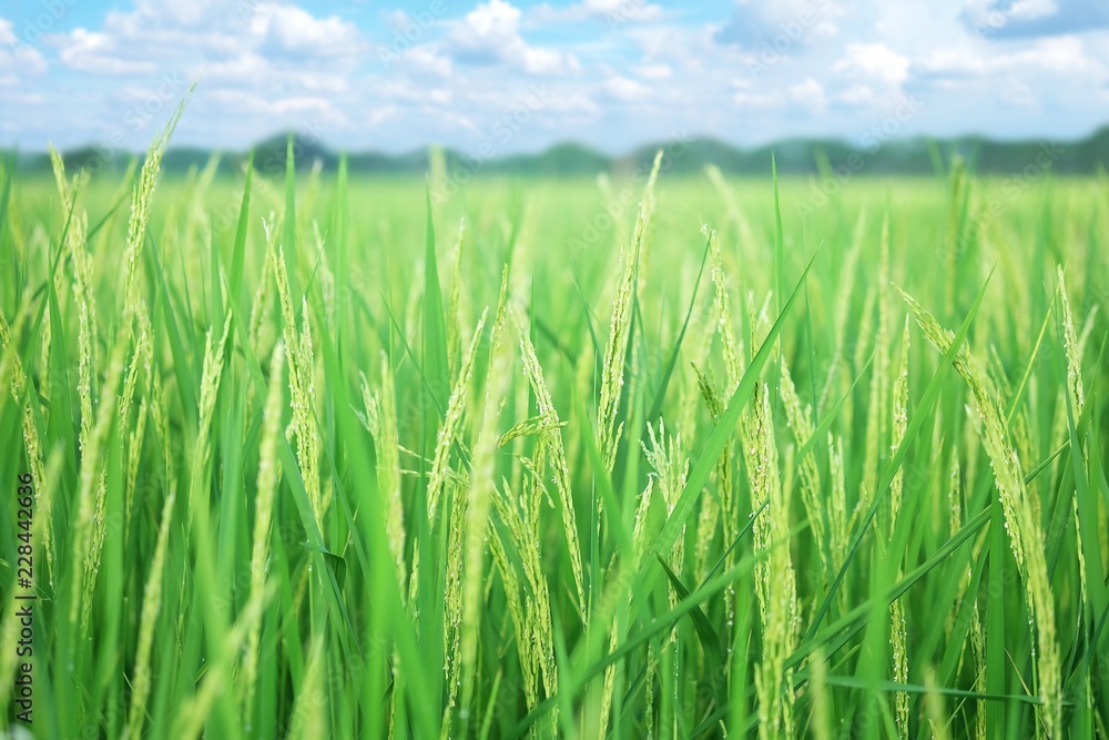 Closeup ear of paddy, Golden Rice Field, with sky and clouds, Selective focus Closeup ear of paddy, Golden Rice Field, with sky and clouds, Selective focus