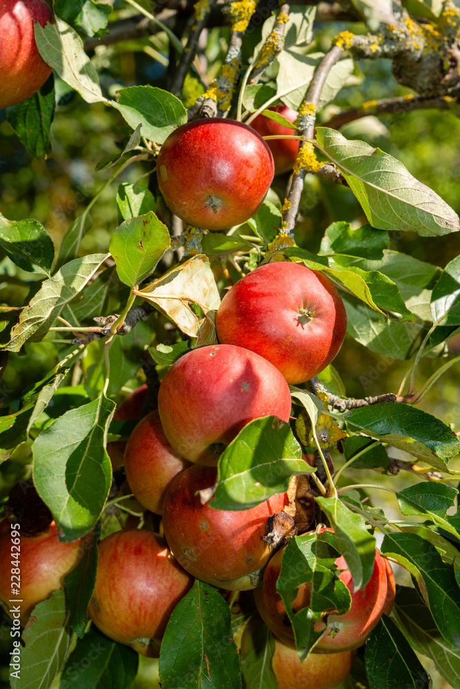 Apfelbaum Apfelbaum