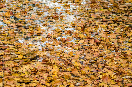 liście pływające na wodzie