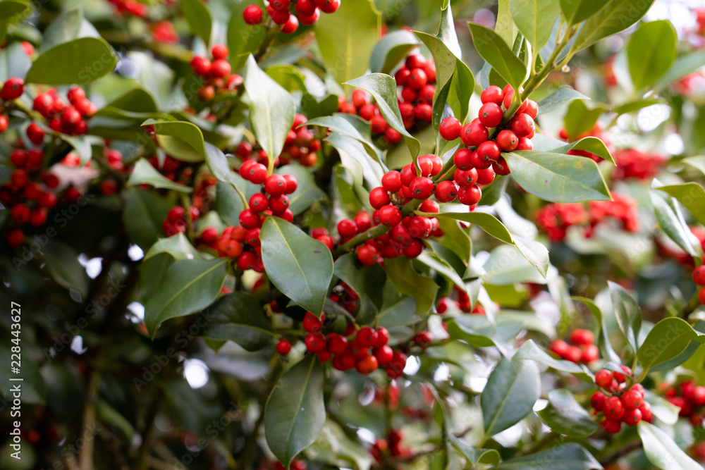 red berries of viburnum on a branch