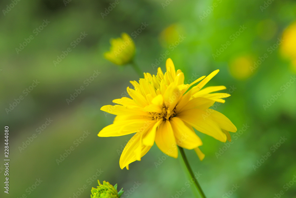 The image of a yellow chrysontemum flower. The concept of nature conservation. Cropped shot, isolated, close-up, blurred, vertical, bokeh The image of a yellow chrysontemum flower. The concept of nature conservation. Cropped shot, isolated, close-up, blurred, vertical, bokeh