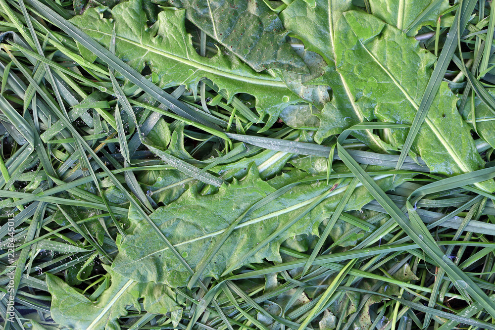 Fototapeta premium Bedew stalks and leaves of grass