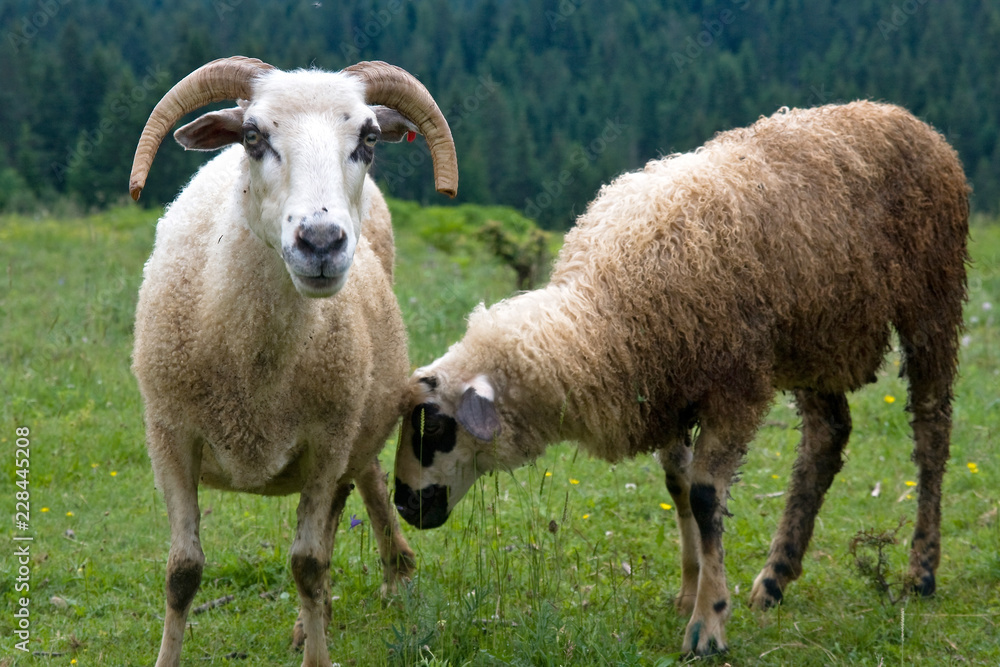 sheeps sheeps