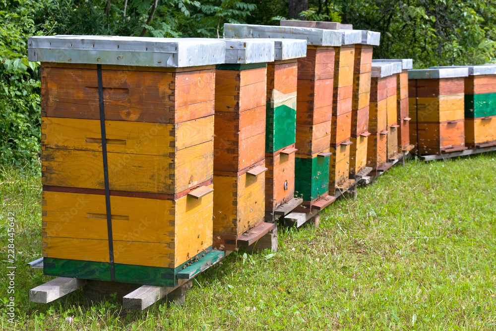 bees bees