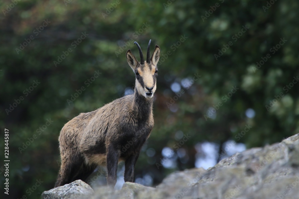 Chamois, Rupicapra rupicapra, in the stone hill. Studenec hill, Czech Republic, Animal from Alp. Wildlife scene with animal, Chamois, stone animal. Chamois, Rupicapra rupicapra, in the stone hill. Studenec hill, Czech Republic, Animal from Alp. Wildlife scene with animal, Chamois, stone animal.