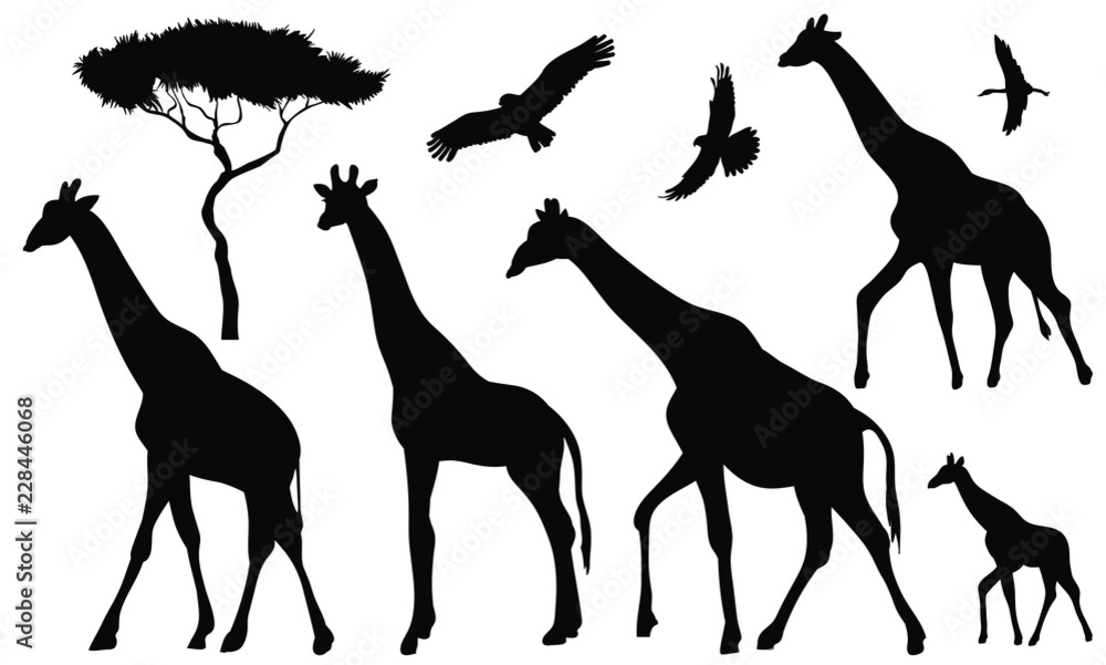 Set of 5 giraffes silhouettes on white background. Giraffe vector ...