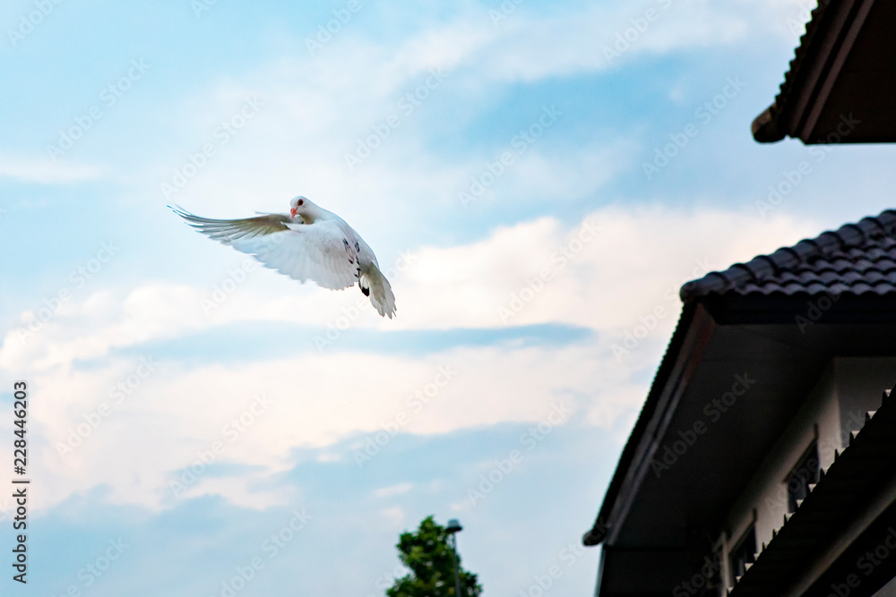 white feather pigeon flying against light blue sky with domestic residence home background white feather pigeon flying against light blue sky with domestic residence home background