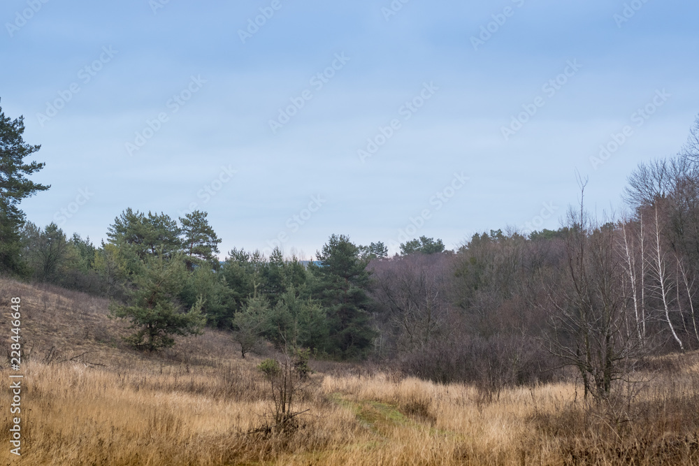 Beautiful forest landscape. Autumn trees in the forest Beautiful forest landscape. Autumn trees in the forest