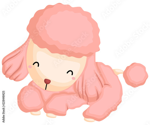 a happy and adorable poodle pure breed dog 