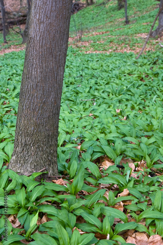 wild garlic