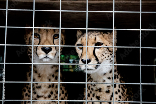 Φωτογραφία Close up isolated partial view of two adult cheetahs looking forward, behind wir