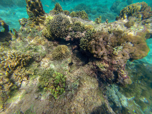 Bali Indonesia Coral reef 