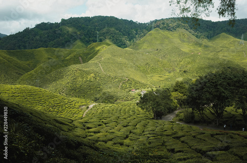 Bharat Tea Plantation in Cameron Highlands, Malaysia © Lee Jie Weng