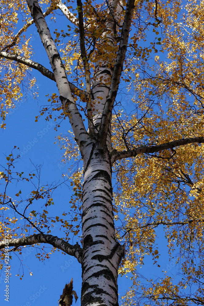 Fototapeta premium birch tree in autumn