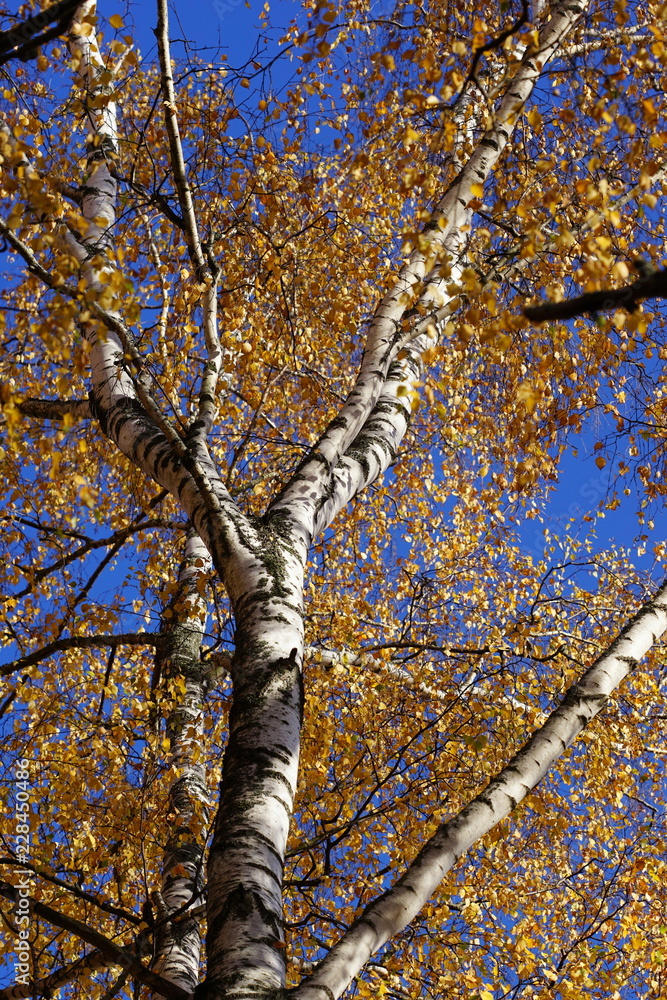 Fototapeta premium yellow birch tree in autumn