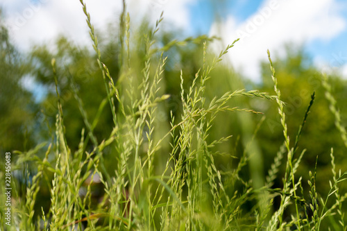 Ears of lawn grass sleep in autumn