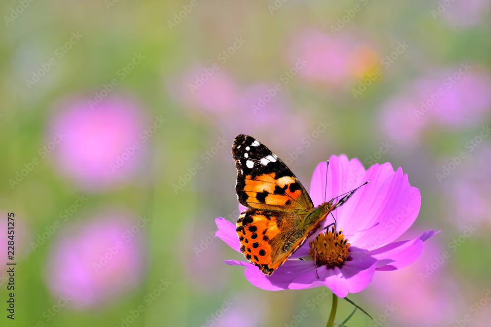 コスモスの花 コスモスの花