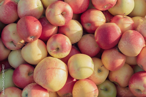 Ripe, juicy yellow-red apples, organic straight from the orchard