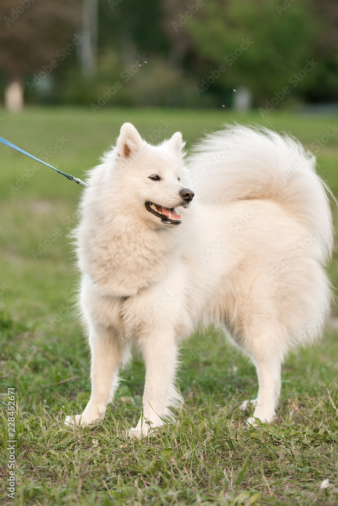 Samoyed dog on a walk in the park.