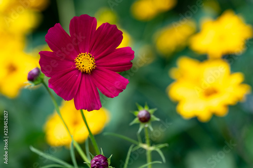 beautiful red flower with yellow core with petals growing outside  background green grass