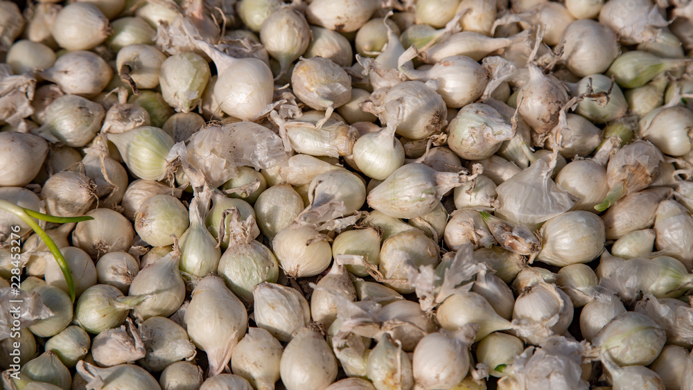 Isolated, close up view of small white onion bulbs